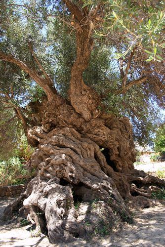 Ancient Olive Tree Ano Vouves Crete Greece Probably 3000 Years Old