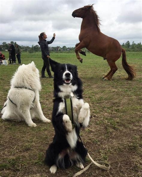 15 Pictures Only Border Collie Owners Will Think Are Funny Page 3 Of