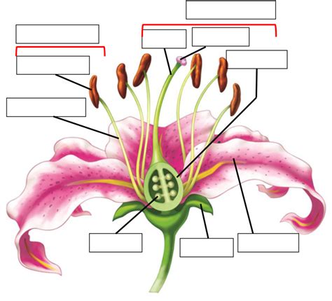 Flower Structures And Functions Diagram Quizlet