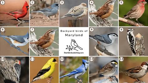 25 Backyard Birds In Maryland In 2023 Pictures And Facts