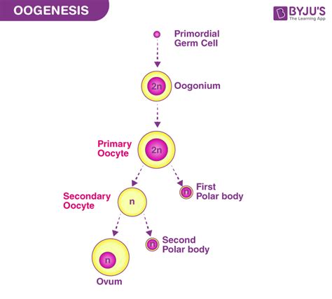 Phases Of Oogenesis