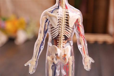 The bones of the chest and upper back combine to form the strong, protective rib cage around the vital thoracic organs such as the heart and lungs. 4D Master Assembled Medical Model Human Anatomy ...