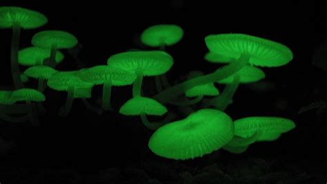 Bioluminescent Fungi 12 Mushrooms That Glow In The Dark