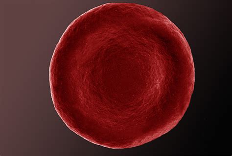Picture Show Erythrocytes Cell Press