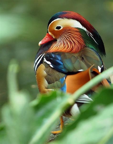The Most Beautiful Colorful Birds Of The World Animals Zone