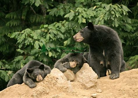 Gallery Black Bear Mother And Cub Photos Canadian
