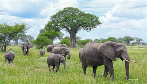Elephants Arusha National Park Serenity Africa