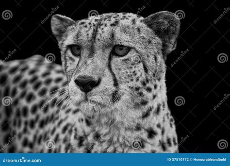White Cheetah Wallpaper Hd