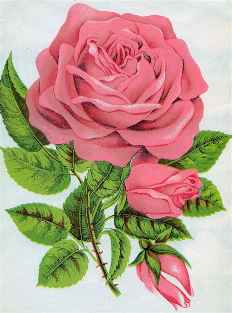 A Drawing Of A Pink Rose With Green Leaves On The Stem And In The Center