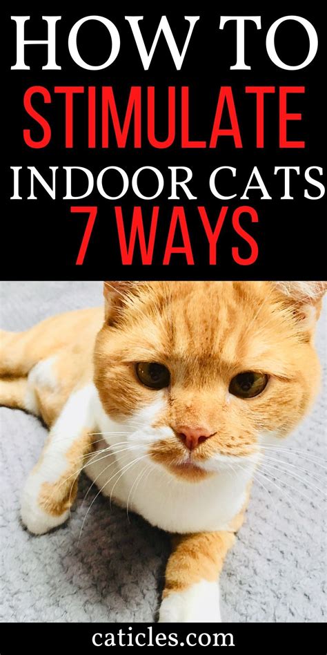 How To Keep A Cat Entertained In An Apartment Pro Tips Cats Best Cat