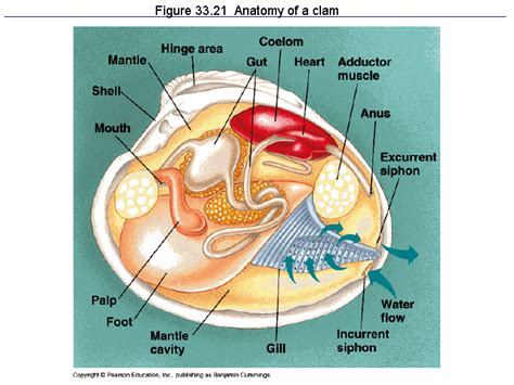 Figure 3321 Anatomy Of A Clam