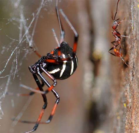 Latrodectus Variolus Spider Spider Species Black Widow Spider