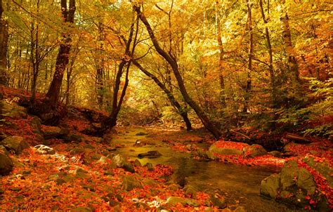 Wallpaper Autumn Forest Stream Fall Autumn Colors Forest Images
