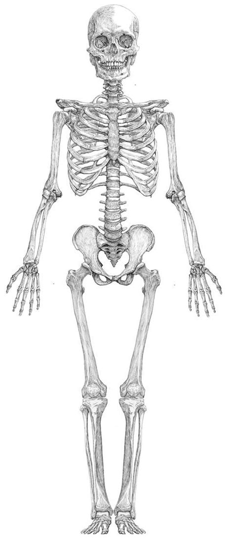 Human Skeleton Drawing At Explore Collection Of