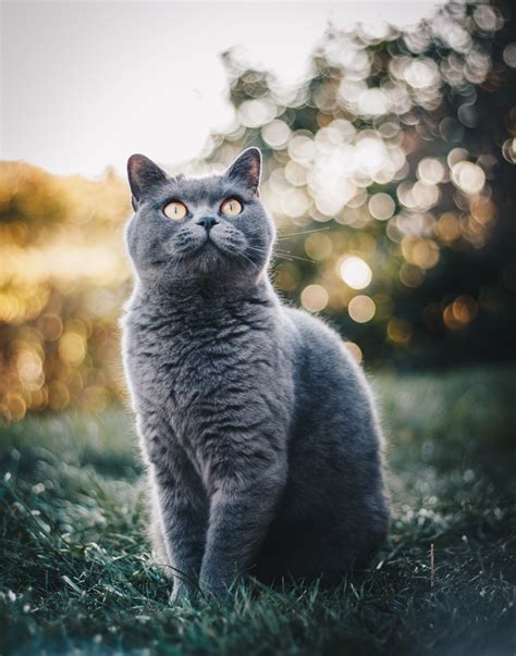 Photo Of British Shorthair Cat Sitting On Grass Field · Free Stock Photo