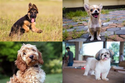 These Are The Uks Top 10 Favourite Dog Breeds Right Now Fife Today