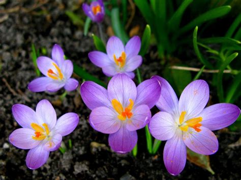 34 Different Types Of Purple Flowers For Your Garden Фиолетовые цветы