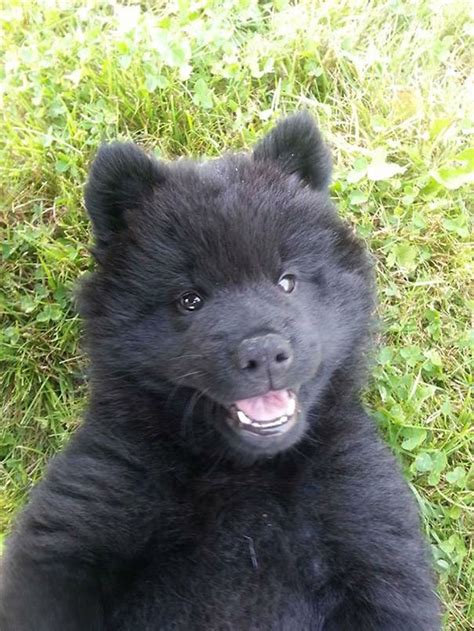 16 Adorable Photos Of Puppies That Look Like Bear Cubs