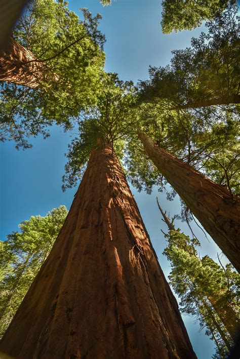 Giant Sequoias Merced Grove Per Wikipedia Giant Sequoias Flickr