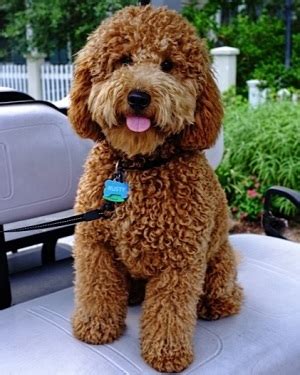 If your doodle has black fur, it is not likely to lighten up until the white. Adult Mini Goldendoodle Pictures