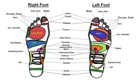 Foot Massage Chart Reflexology Charts