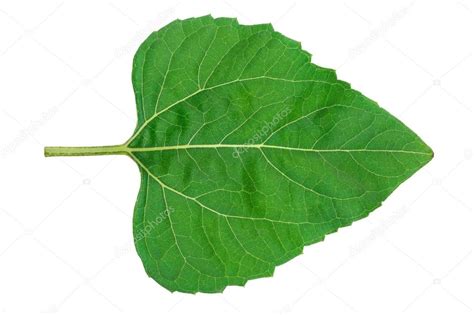 Sunflower Leaf On White Background Stock Photo By ©alexan66 96492914