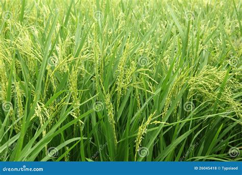 Rice Plant Stock Photo Image Of Raise Crop Paddy Farm 26045418