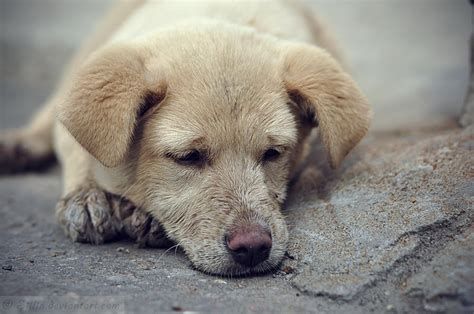 Sad Puppy By Siilin On Deviantart