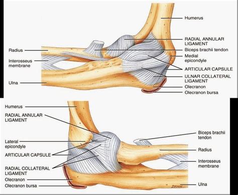 Lateral Collateral Ligament Elbow