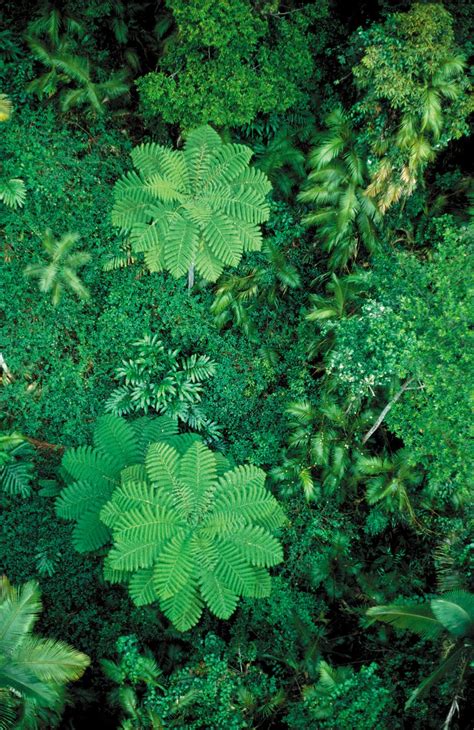A rainforest is a very dense, relatively warm, wet forest. New Leaf Study Sheds Light on 'Shady' Past | Berkeley Lab