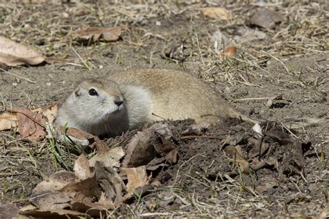 First Gopher Of Spring Richardsons Ground Squirrel Flickr