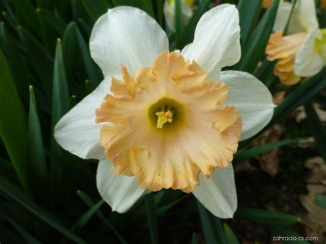 Narcis Narcissus Mon Cheri Květy Květenství Zahrada