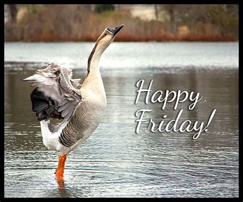 Happy Friday Days Of Week Happy Friday Blessed Bird Animals