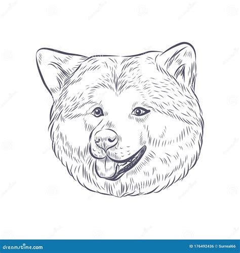 Hokkaido Dog Face Vector Illustration Stock Vector Illustration Of
