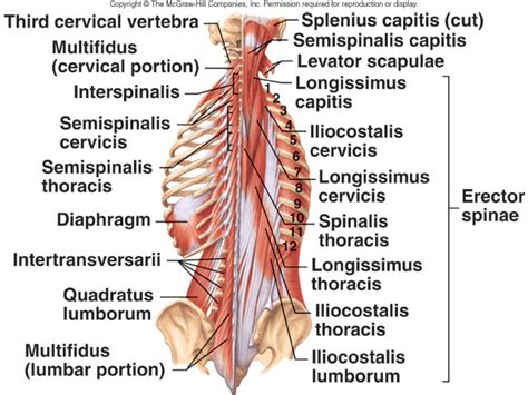 Muscles Of The Erector Spinae Origin Insertion Action Diagram Quizlet