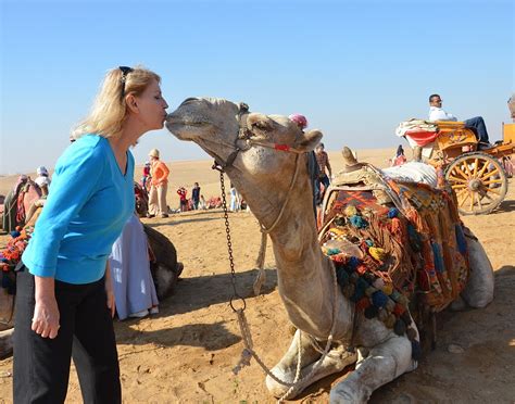 Fast and easy camel milk delivery in usa and canada. Nomad Nevadan: Who goes to Egypt and doesn't take a camel ...
