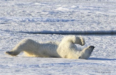 Svalbard Norway Visual Journey Osprey Photo Workshops And Tours