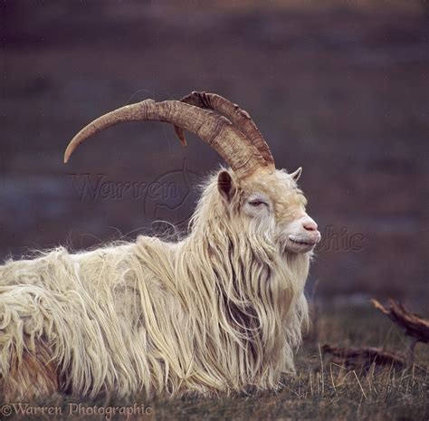 Feral Billy Goat Photo Wp39530