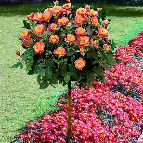 Rainbow Sunblaze Miniature Rose Tree Form For Sale Online The Tree
