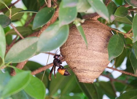 Sowhy Are Women Putting Wasps Nests In Their Vagina