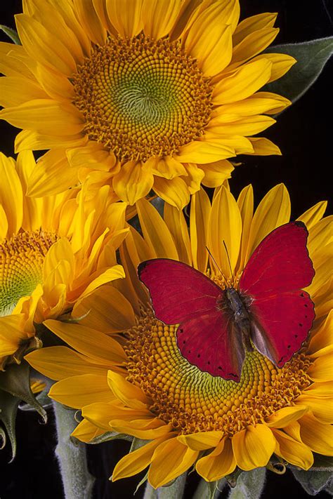 Red Buttefly And Three Sunflowers Photograph By Garry Gay