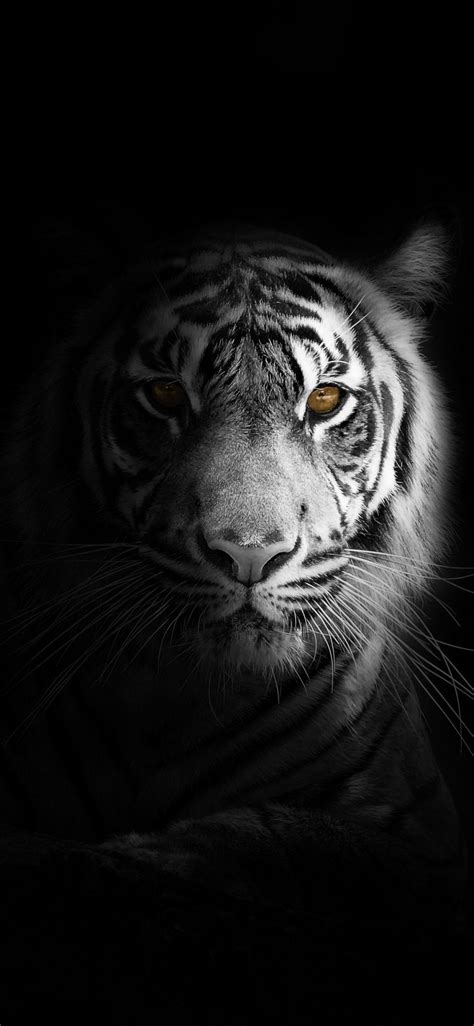 Black Tiger IPhone Wallpapers Top Free Black Tiger IPhone Backgrounds