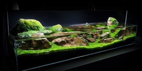 Natural River Style Aquarium Gallery Aquascape Paludarium Blog