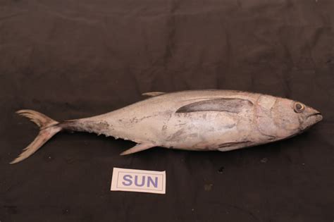 Frozen Tuna Fish At Best Price In Veraval Gujarat Sun Exports