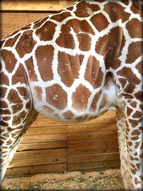 April The Giraffe Live Latest Updates And Live Feed Of Pregnant Giraffe Giving Birth Nature