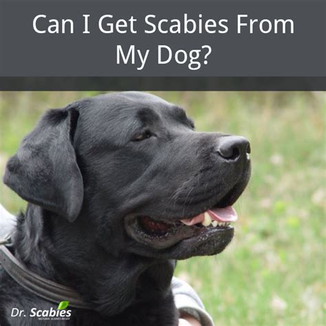They have many of the same types of receptors on their cells that we do. Can I Get Scabies From My Dog? | Best Scabies Treatment ...