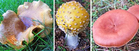 Click on the pictures to enlarge them and swipe left or right to change picture. Mushroom identification