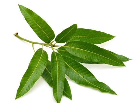 6 Astonishing Health Benefits Of Mango Leaves