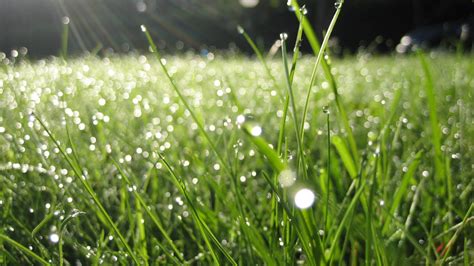 Selective Focus Photography Of Green Grass With Dew Hd Wallpaper