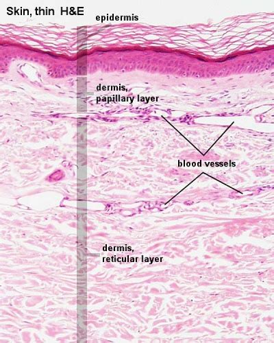 Foundations Histology Epithelia And Skin Embryology